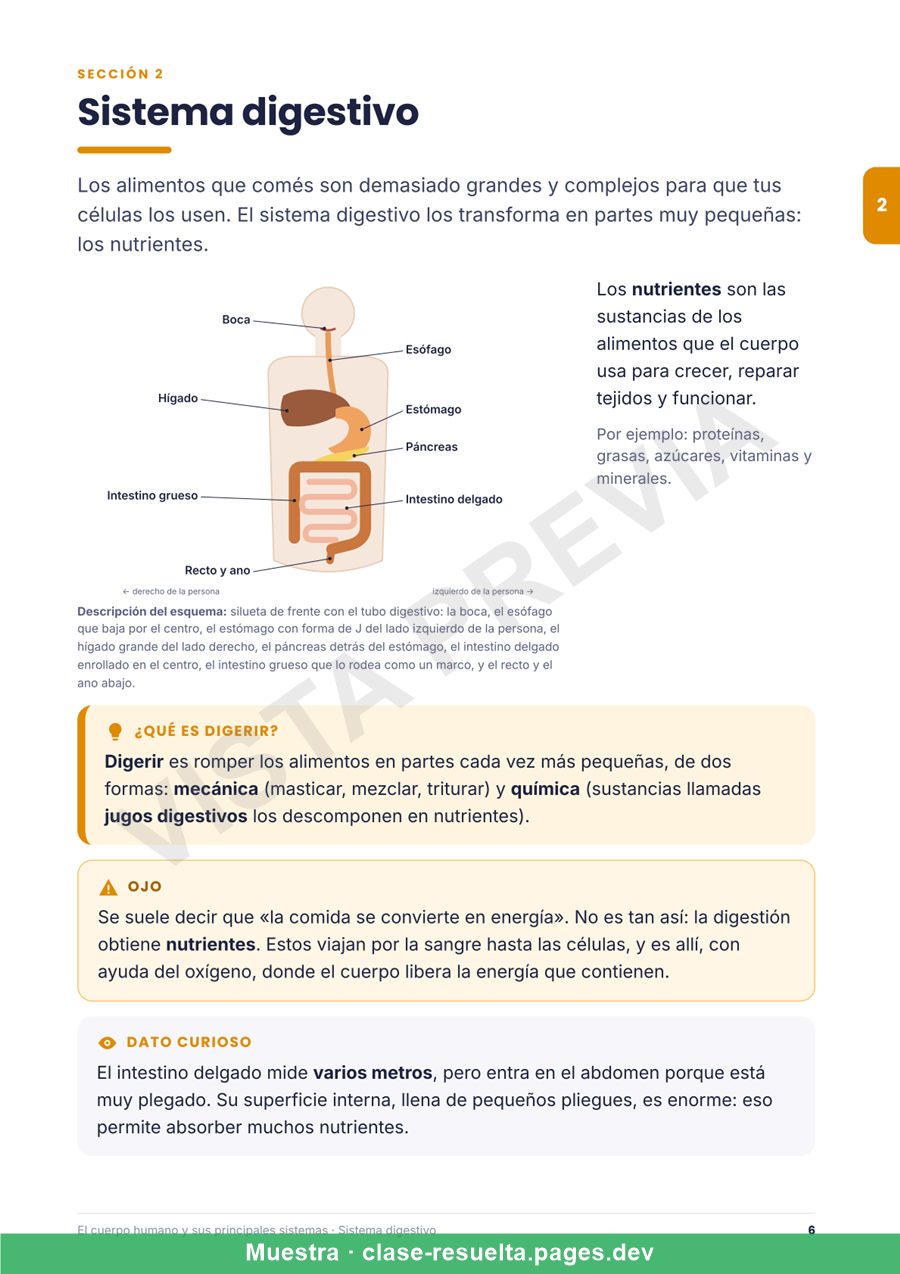 Vista previa página 2: El cuerpo humano y sus principales sistemas
